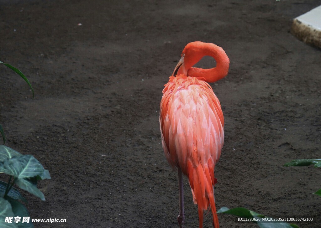 优雅火烈鸟独自休憩