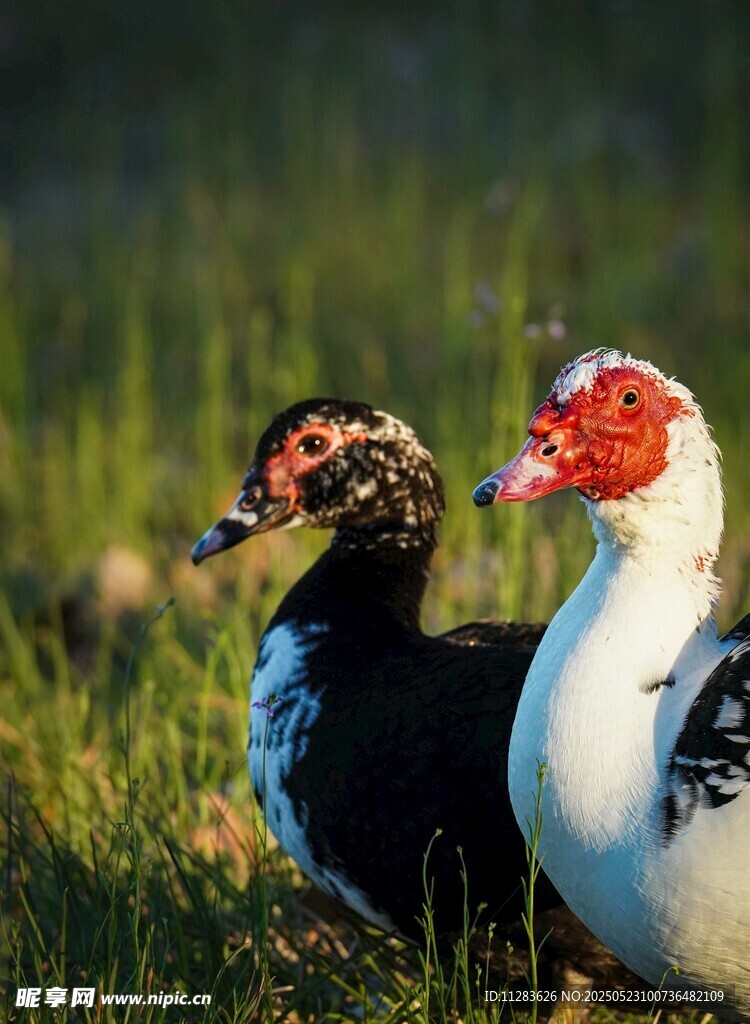 草地上的两只特色鸭子