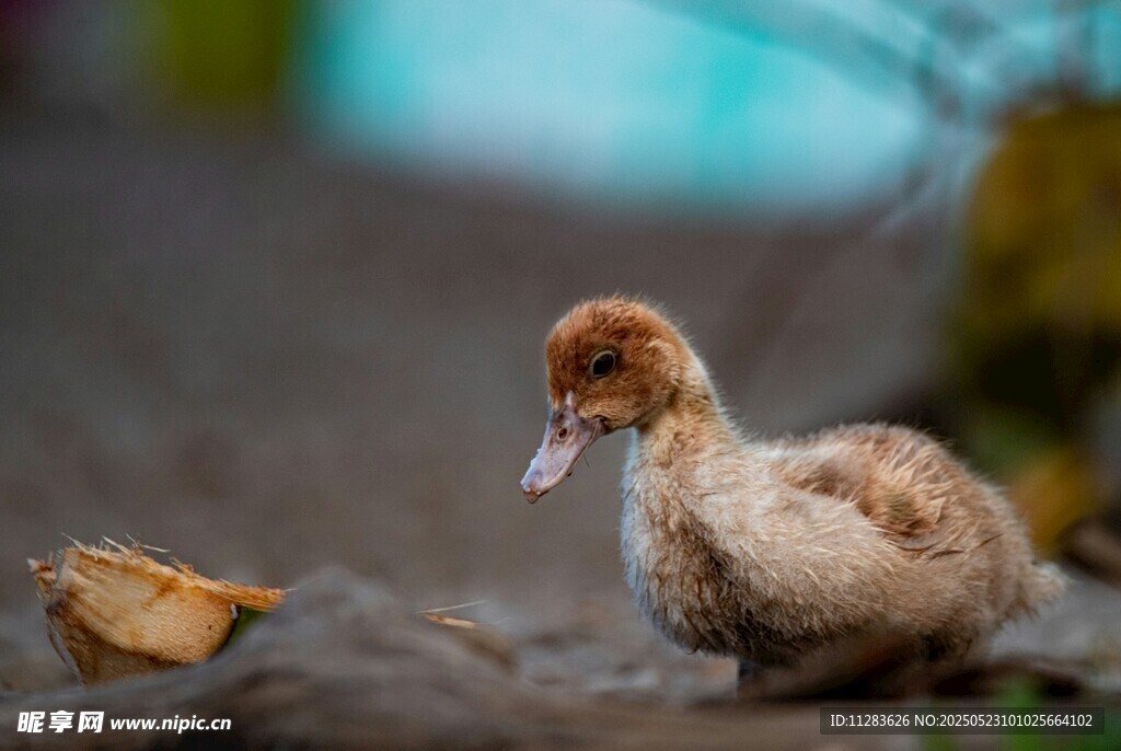 小鸭子与落叶的温馨画面