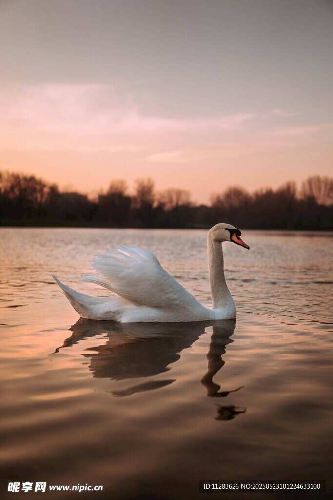 夕阳下优雅的天鹅
