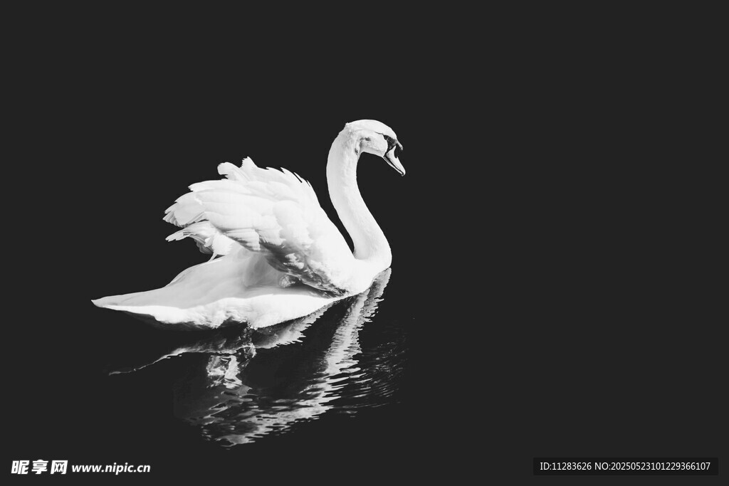 优雅天鹅于水面悠然起舞