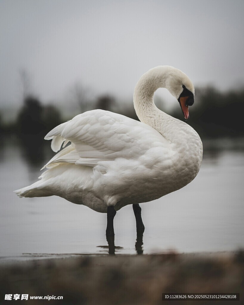 岸边优雅的白天鹅