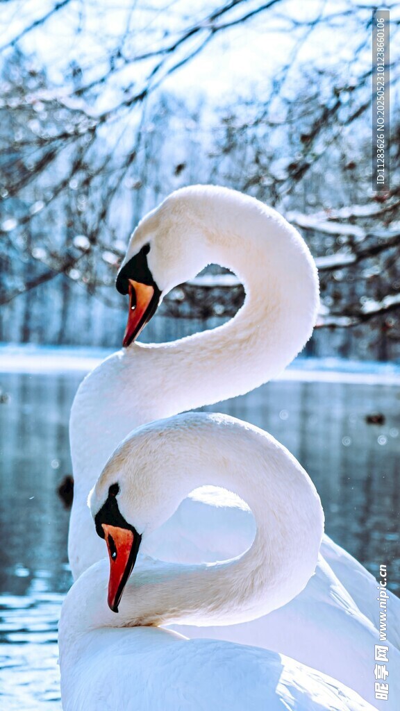 雪地双天鹅优雅姿态