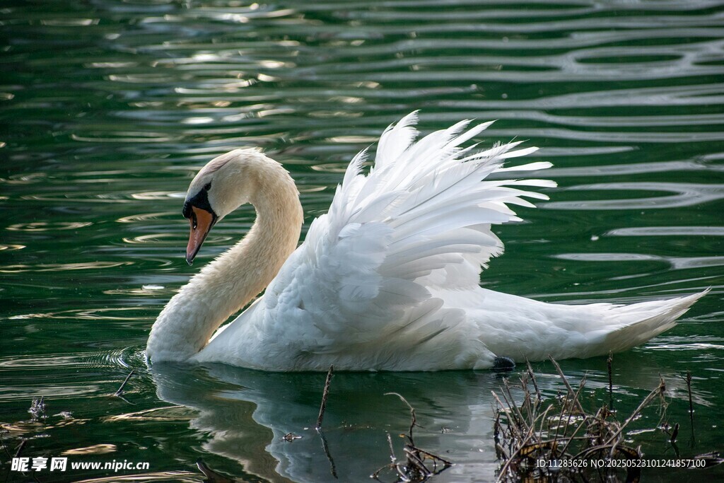 优雅天鹅水中展翼