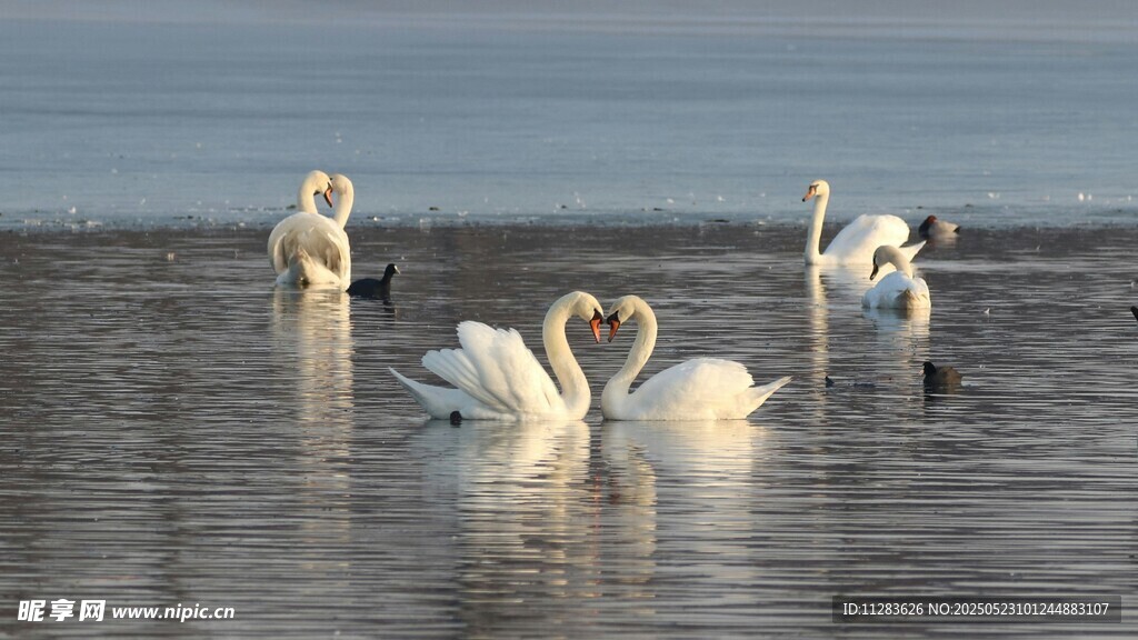 湖面上优雅的天鹅群