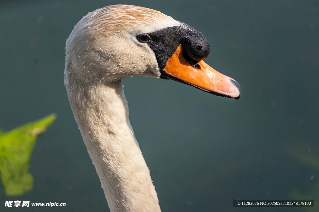 优雅天鹅特写