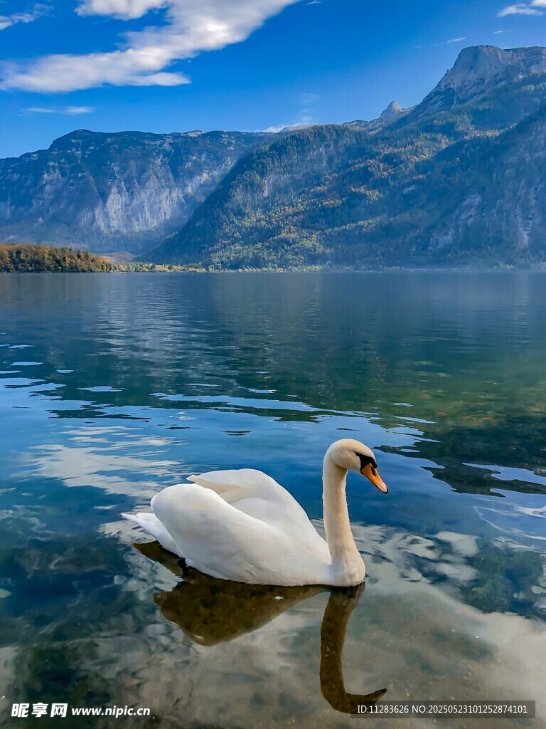 湖中游弋的优雅白天鹅