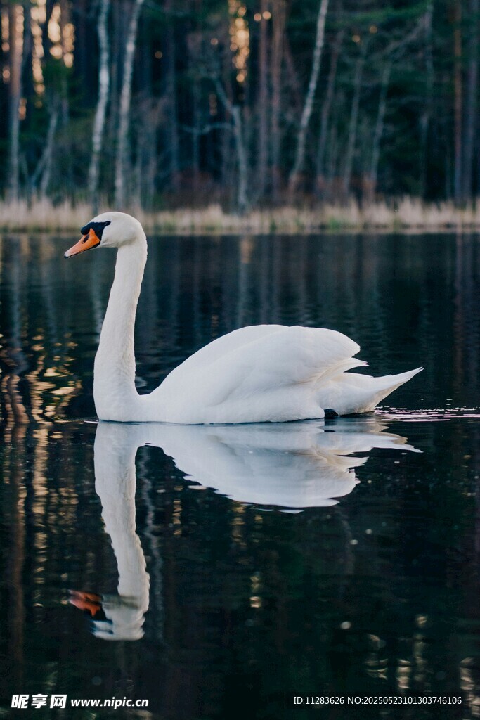 湖中游弋的优雅白天鹅