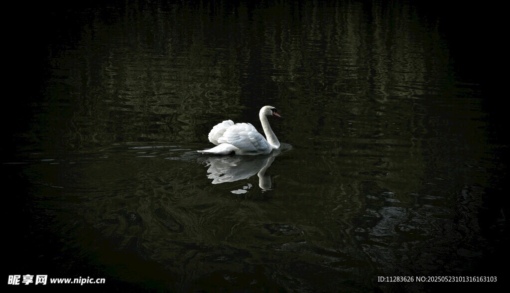 水中孤影的优雅白天鹅
