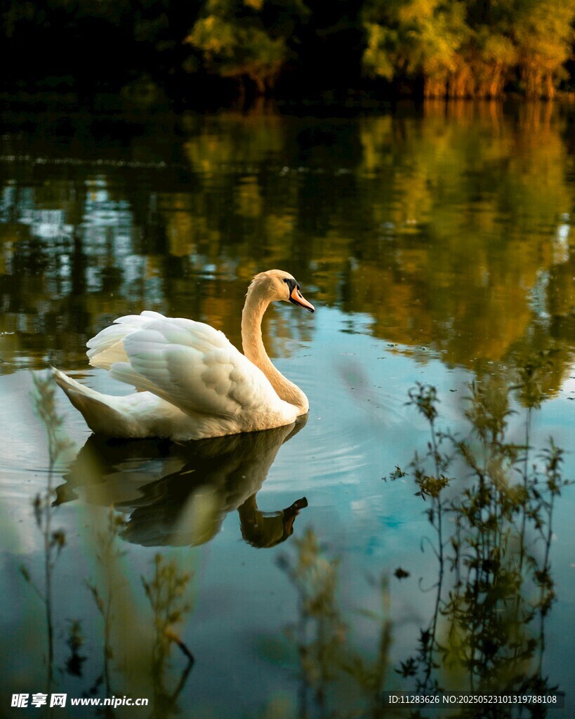 湖中游弋的优雅白天鹅