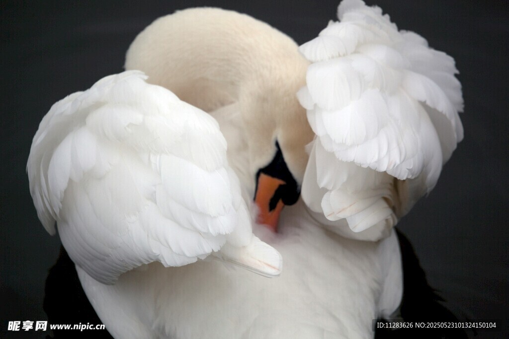 优雅天鹅整理洁白羽毛