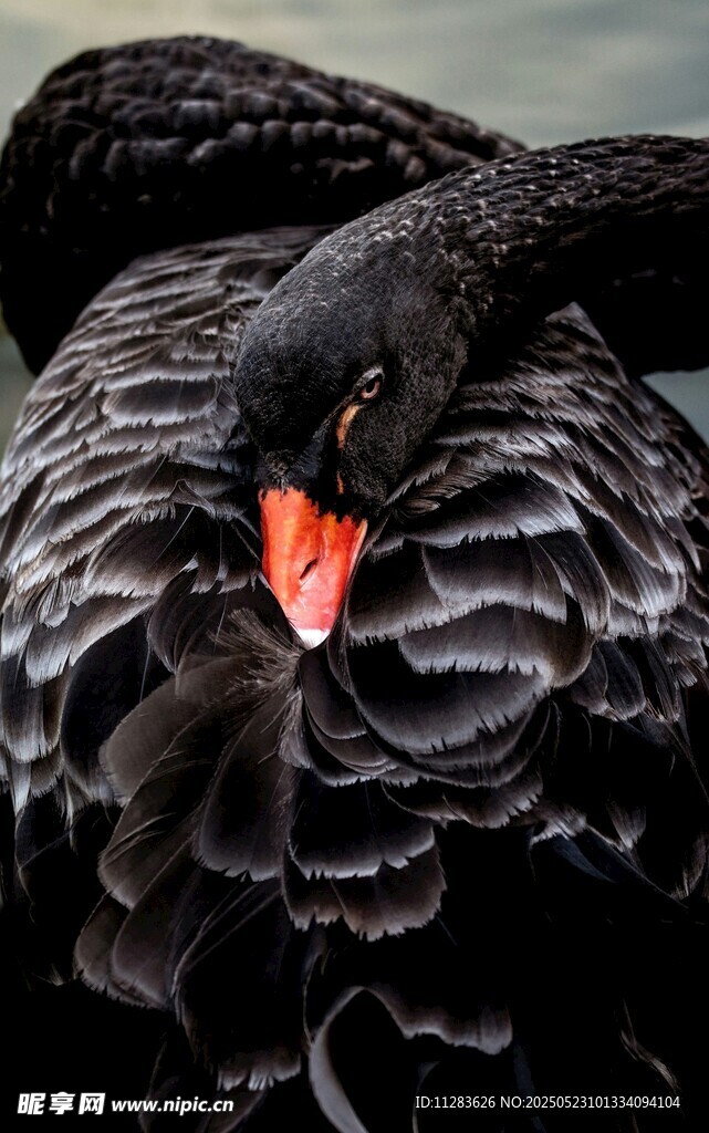 黑天鹅特写 羽毛与红喙