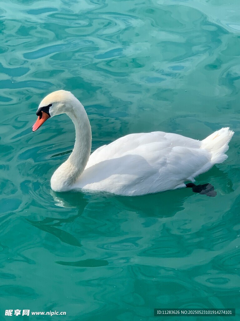 碧波上的优雅白天鹅