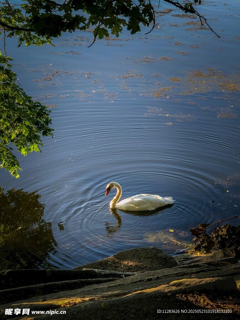 湖中游弋的优雅白鸟