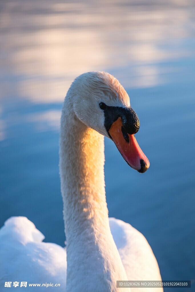 优雅天鹅特写