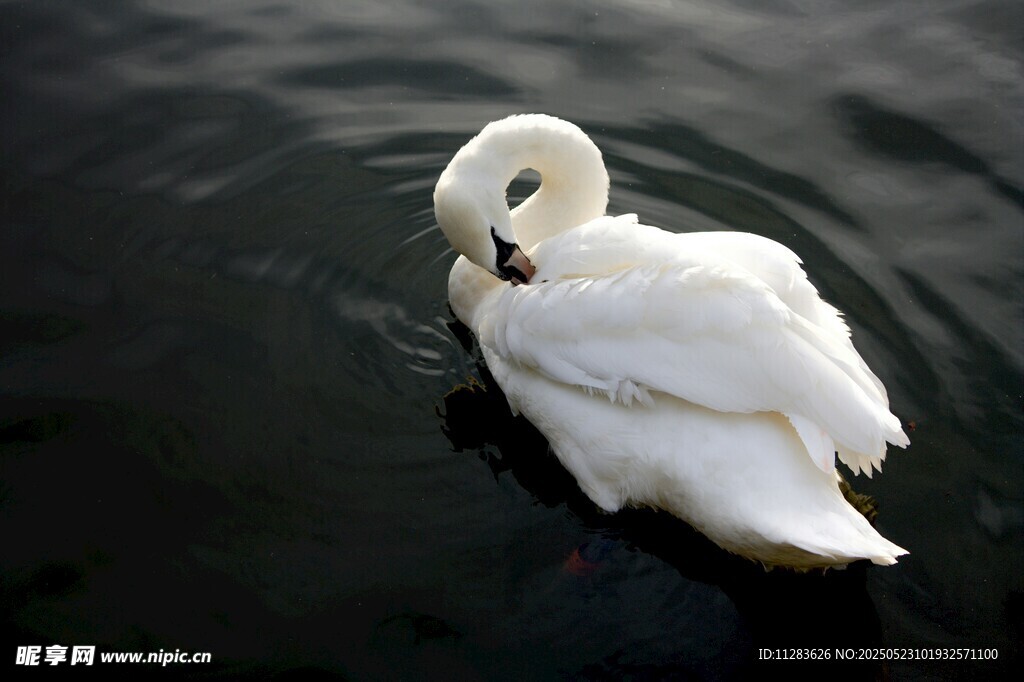 优雅天鹅水中独自休憩