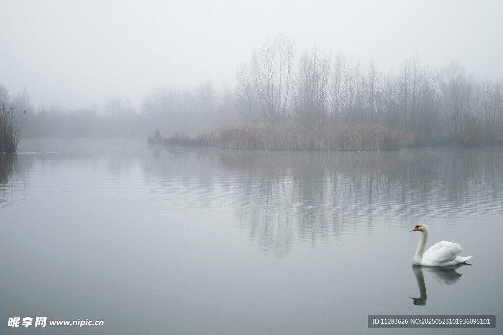 雾中湖面的优雅天鹅