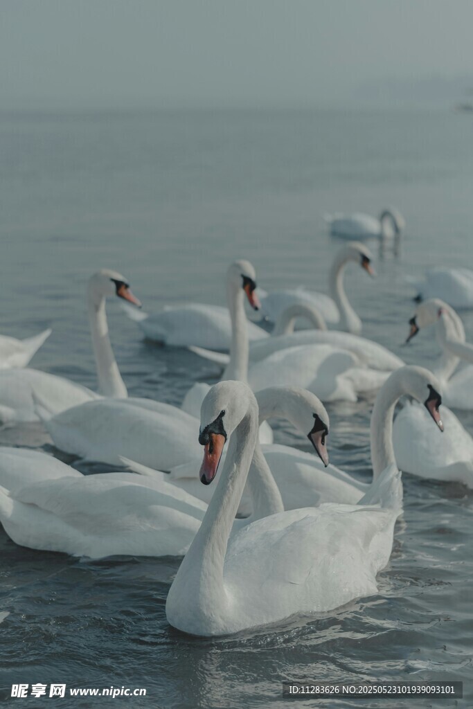 湖面上的优雅天鹅群
