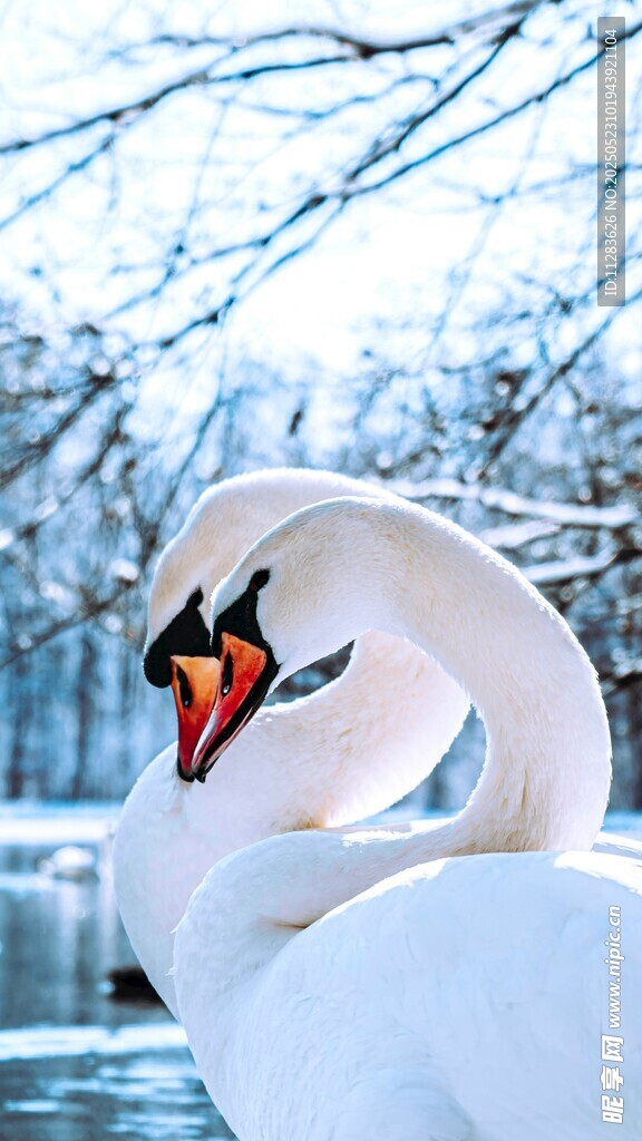 优雅天鹅于雪景中交颈