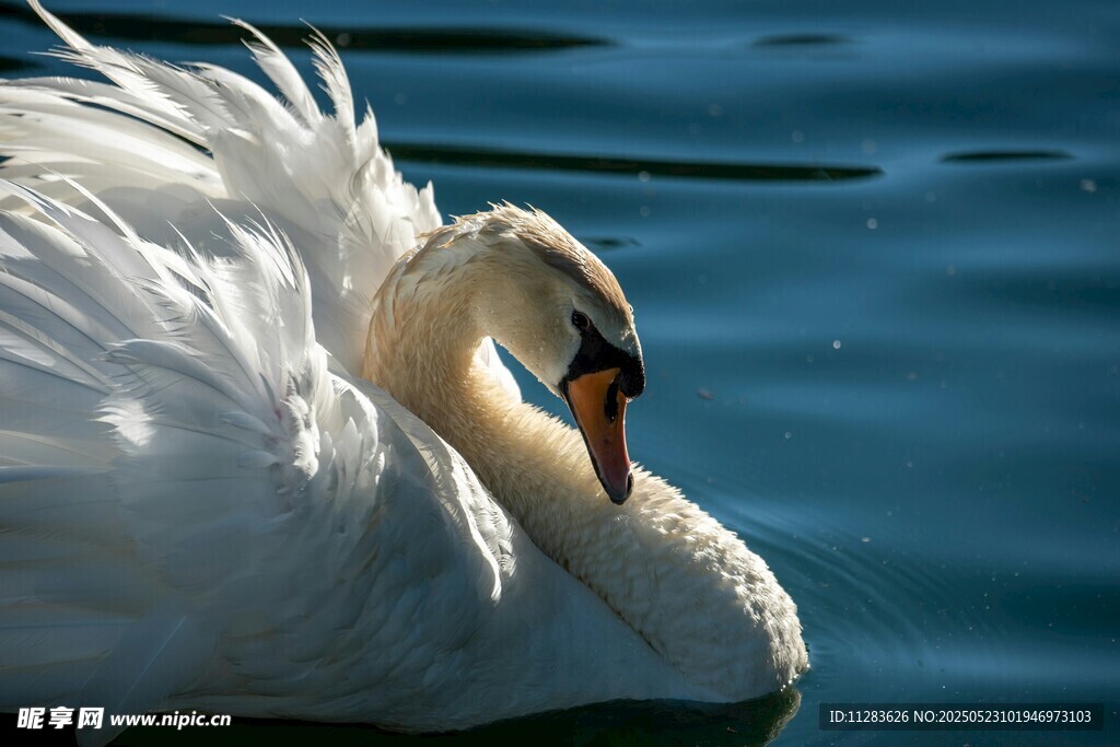 优雅天鹅于碧波中休憩