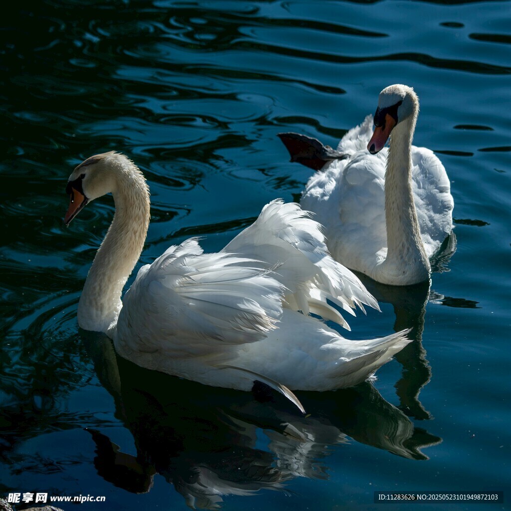 水中双天鹅优雅共游