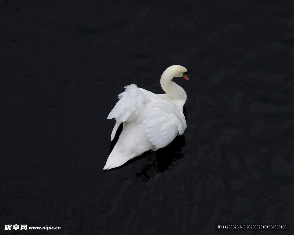 水面上展翅的优雅白天鹅
