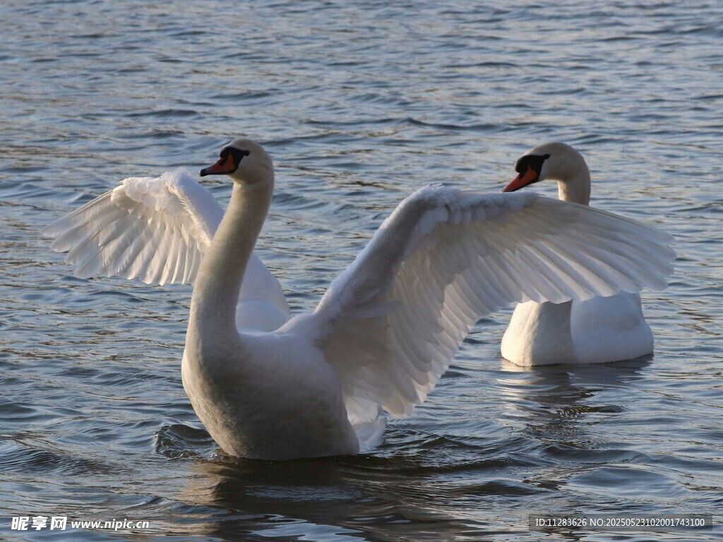 水面上展翅的优雅天鹅