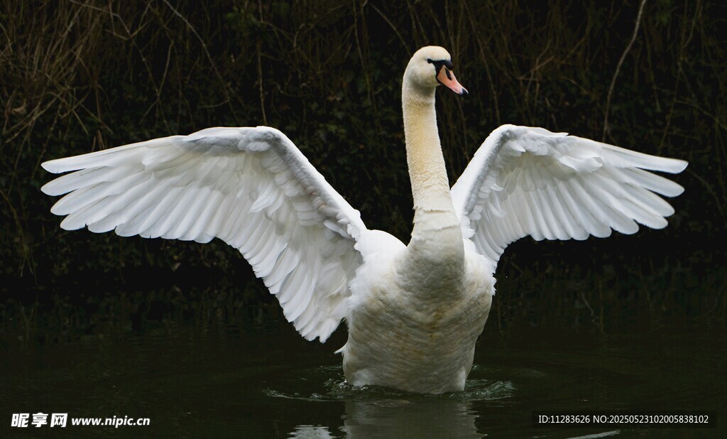 天鹅水中展翅