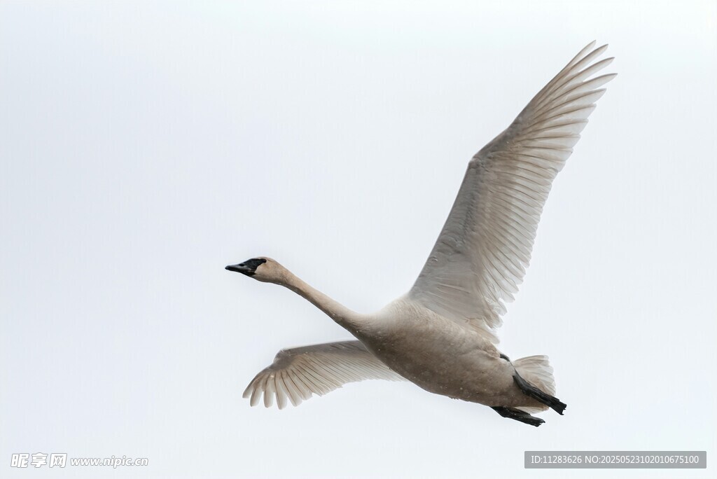 天鹅展翅翱翔