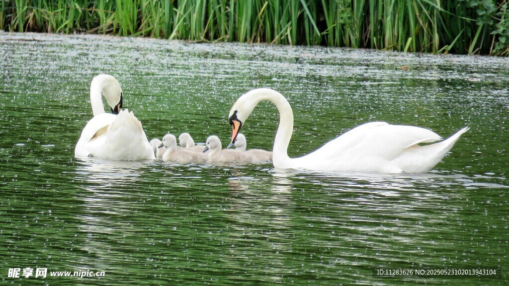 天鹅一家水中悠游