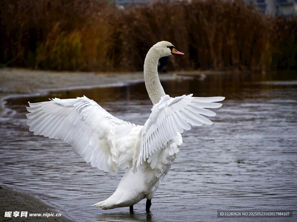 天鹅展翅于水边