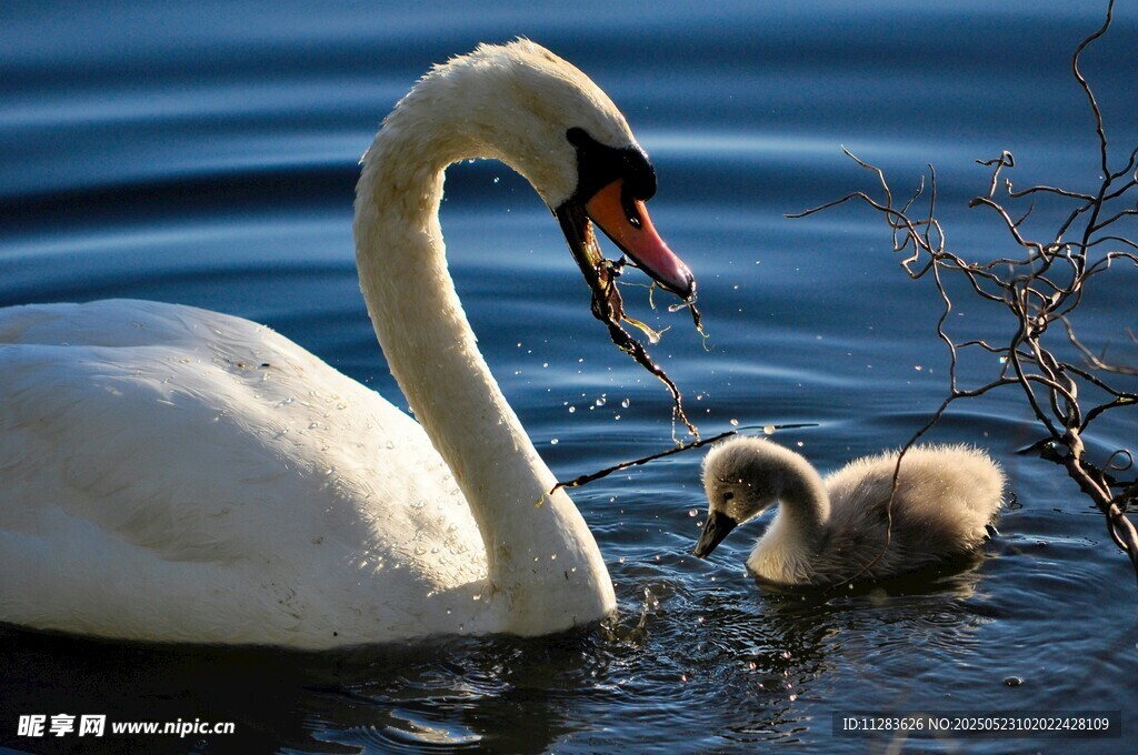 天鹅母子水中温馨一刻
