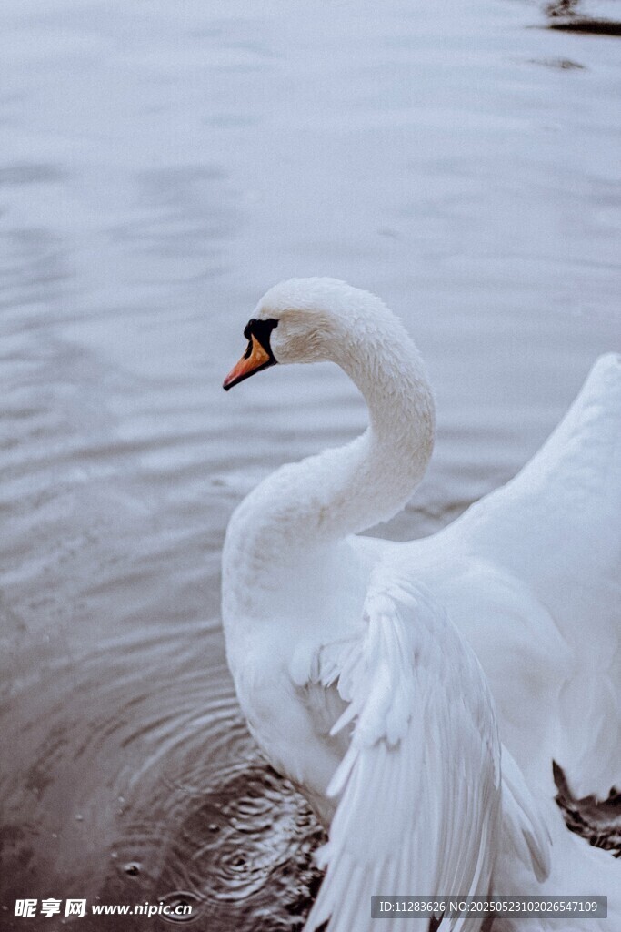 优雅天鹅于水边舒展身姿