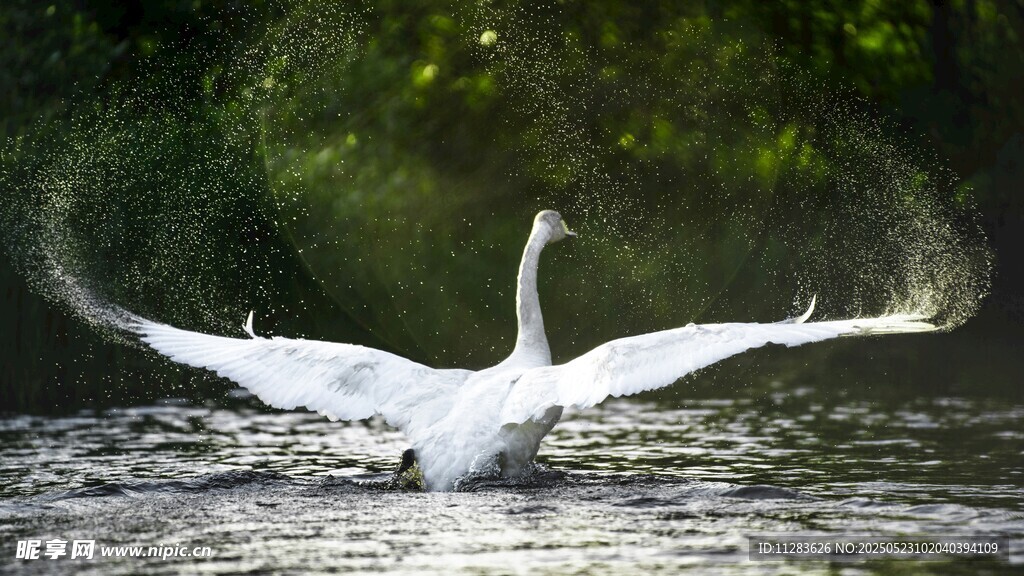 天鹅水中展翅优雅瞬间
