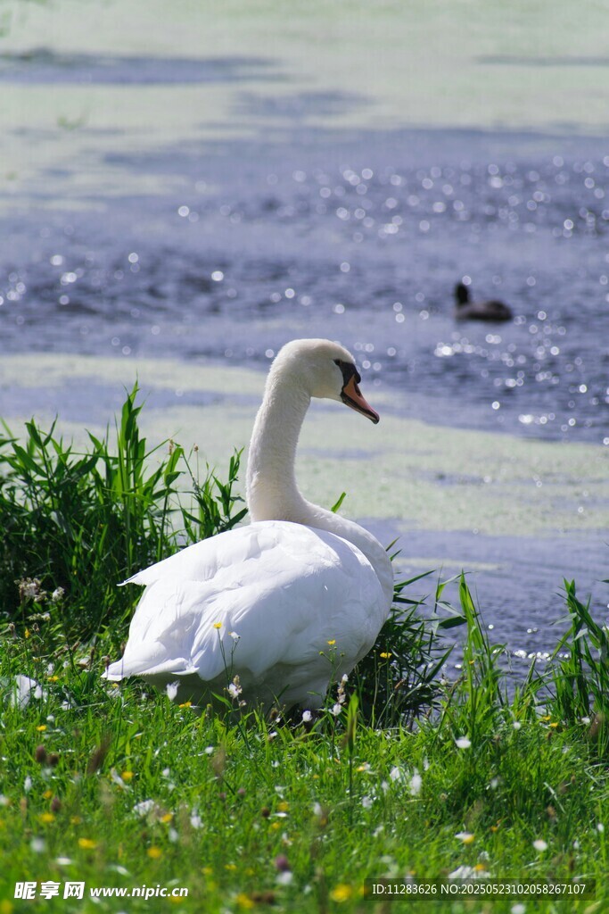 湖畔白鹅悠然立