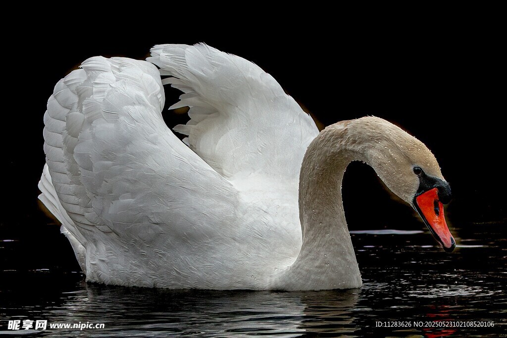 优雅天鹅水中展姿