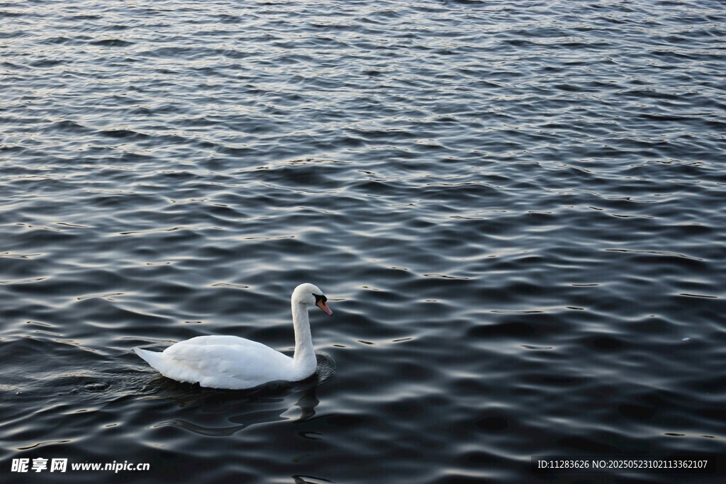湖面上的优雅白天鹅