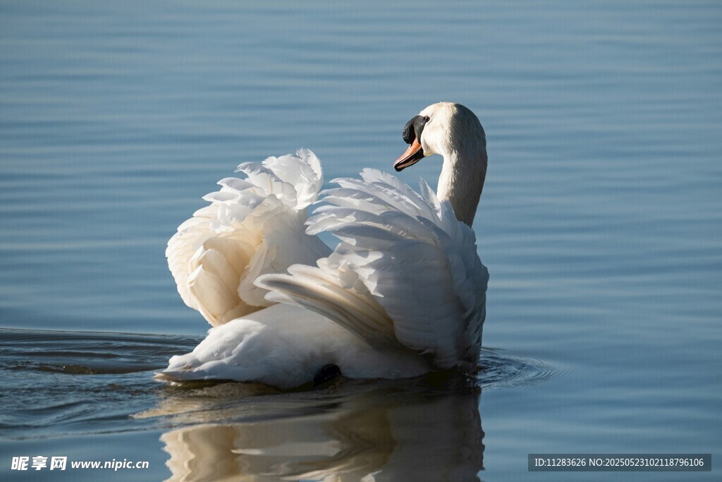 优雅天鹅水中展姿