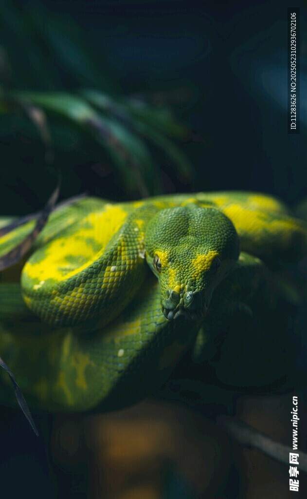 盘绕的金黄蛇
