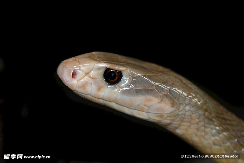 蛇的特写头部