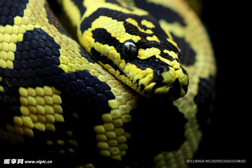 黄黑相间蛇类特写