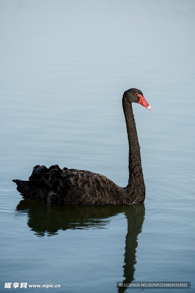 水中悠游的黑天鹅