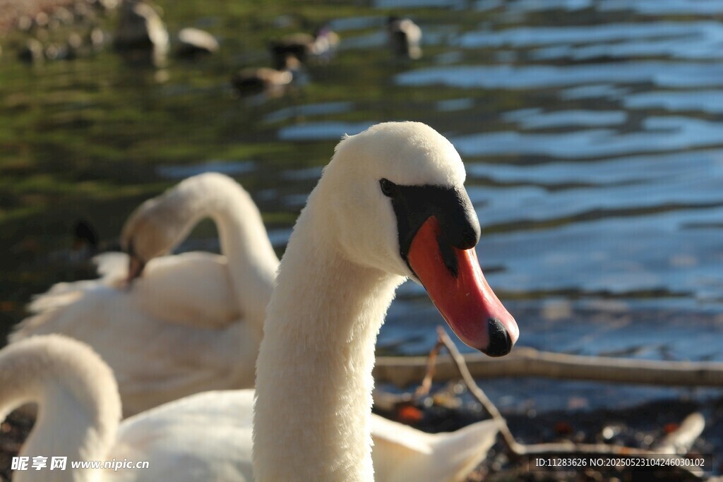 湖畔优雅天鹅群