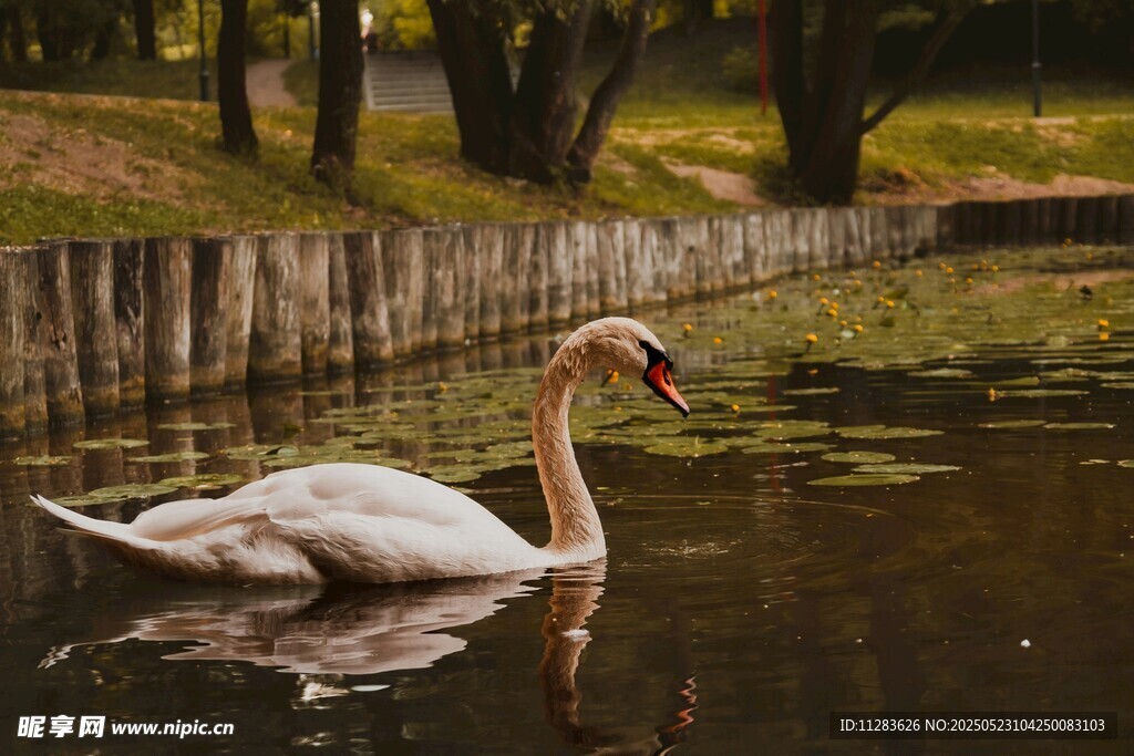 池塘中优雅的白天鹅