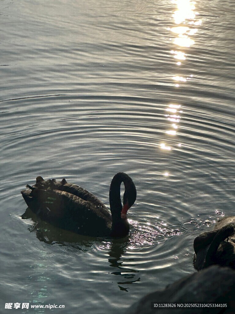 夕阳下水中的优雅黑天鹅