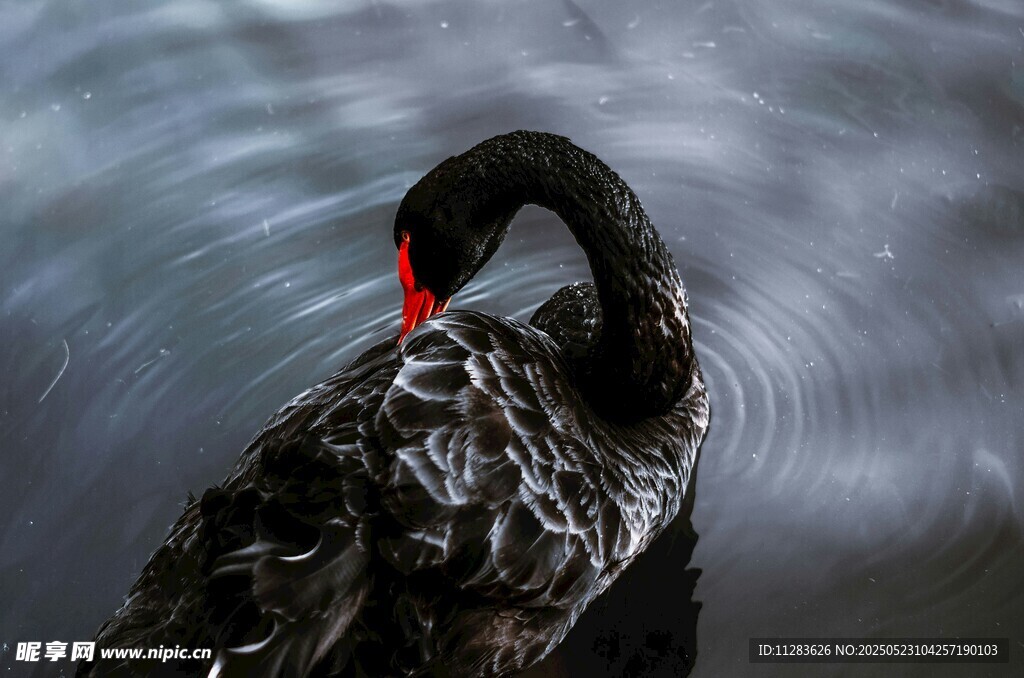 水中黑天鹅优雅身姿