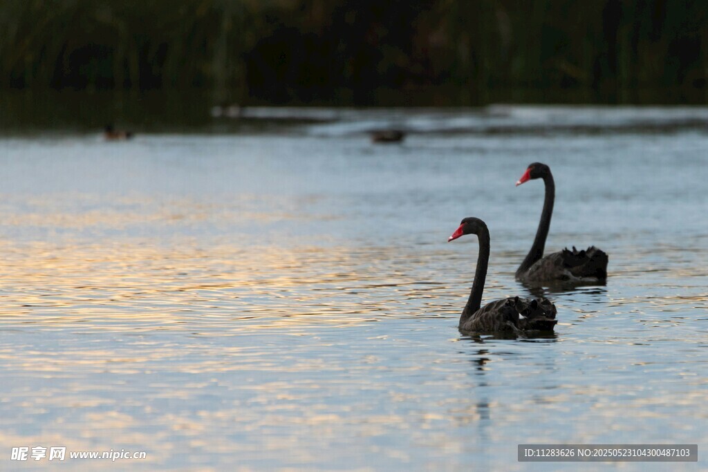 水面上的两只黑天鹅