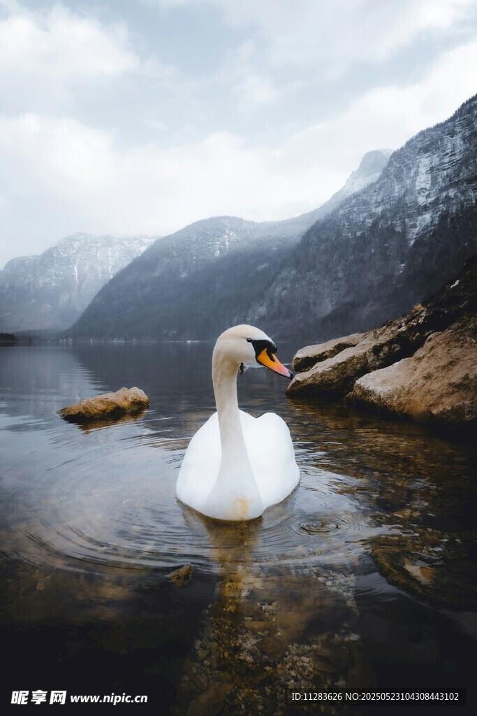 湖中游弋的优雅白天鹅
