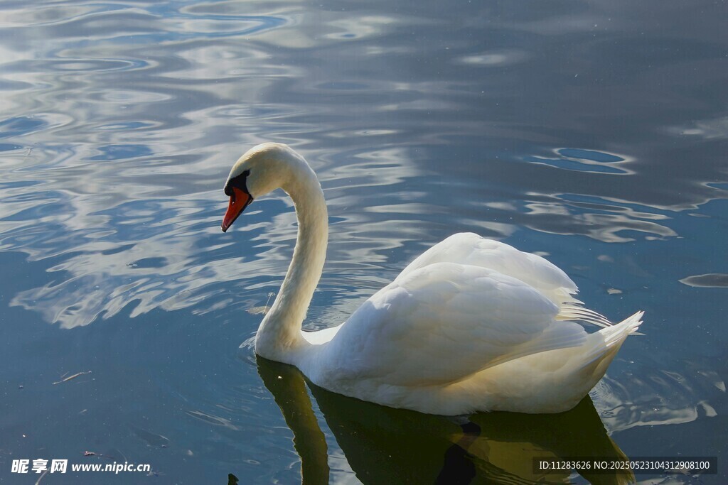 优雅天鹅于湖面悠然游弋