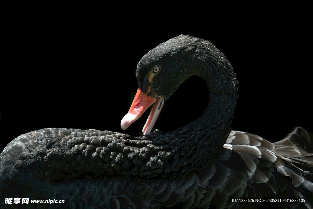 优雅黑天鹅特写
